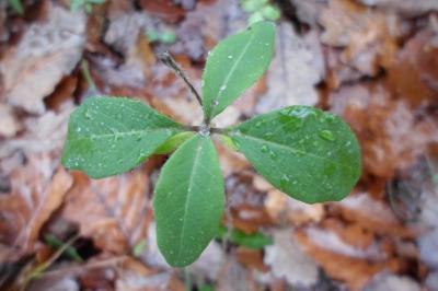 Lonicera periclymenum