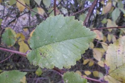 Ulmus minor