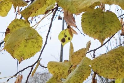 Tilia platyphyllos