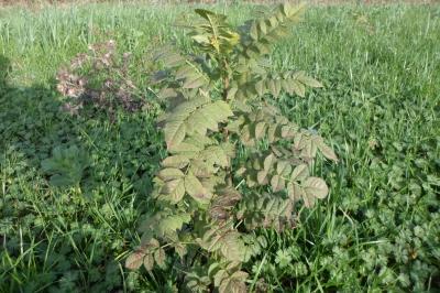 Fraxinus excelsior