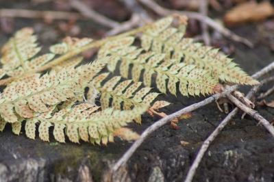 Polystichum setiferum