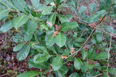 Prunus laurocerasus
