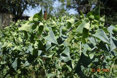 Euphorbia lathyris