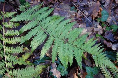 Dryopteris affinis