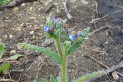 Lycopsis arvensis