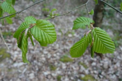 Carpinus betulus