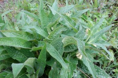 Symphytum officinale