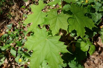 Acer platanoides