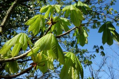 Aesculus hippocastanum