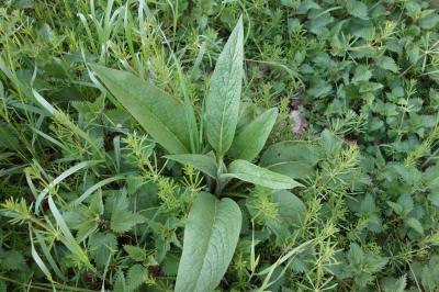 Symphytum officinale