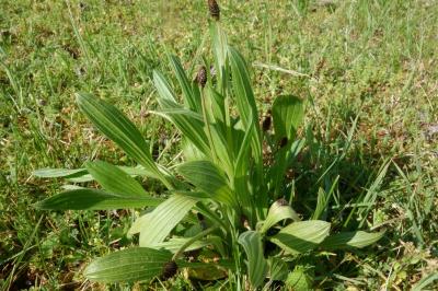 Plantago lanceolata