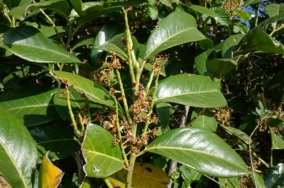 Prunus laurocerasus