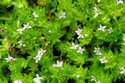 Sherardia arvensis