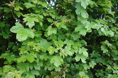 Acer campestre
