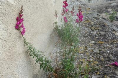 Antirrhinum majus