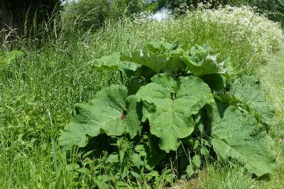 Arctium lappa