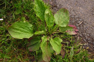 Plantago major