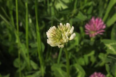 Trifolium repens