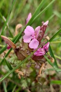 Pedicularis sylvatica