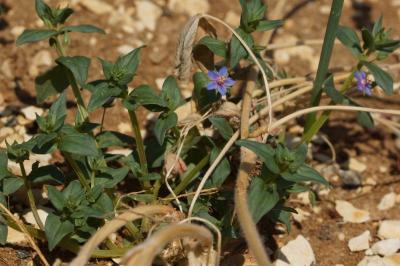 Lysimachia foemina