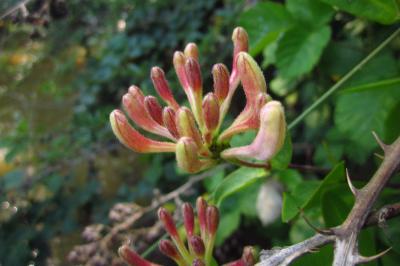 Lonicera periclymenum