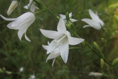 Campanula rapunculus