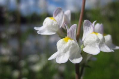 Linaria repens