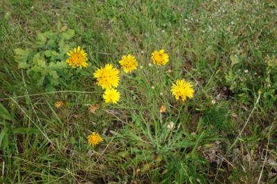 Hypochaeris radicata