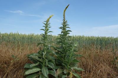 Verbascum thapsus