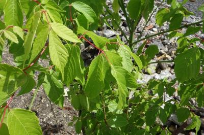Acer negundo