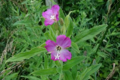 Epilobium hirsutum