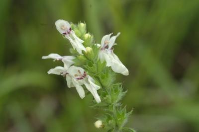 Stachys recta