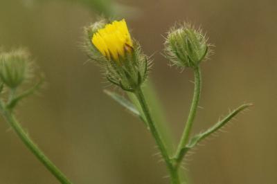Crepis setosa
