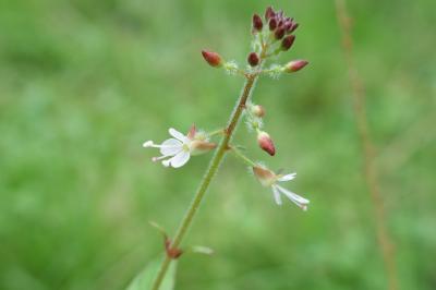 Circaea lutetiana