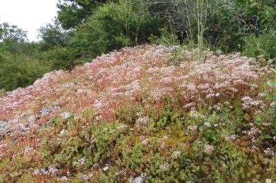Sedum album