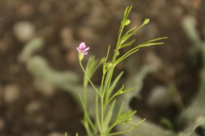 Psammophiliella muralis