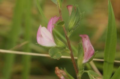 Ononis spinosa subsp. procurrens