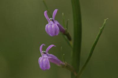 Lobelia urens