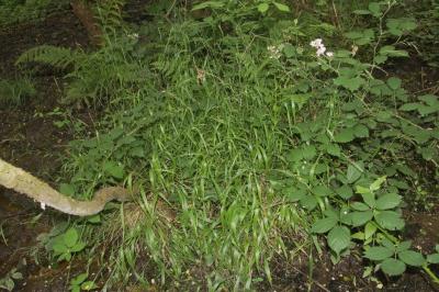 Brachypodium sylvaticum