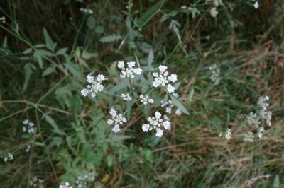 Torilis arvensis