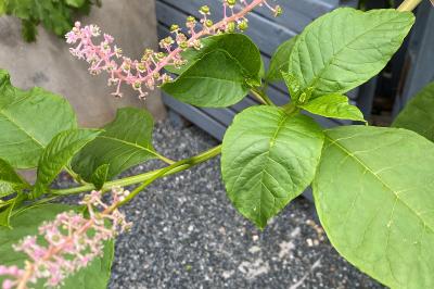 Phytolacca americana