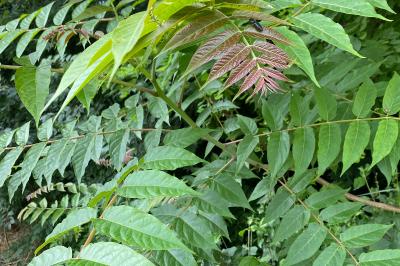 Ailanthus altissima