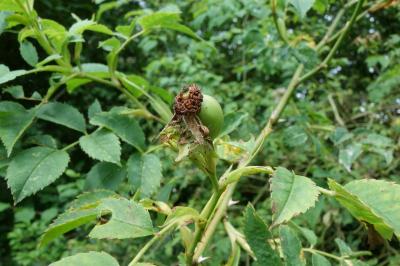 Rosa canina