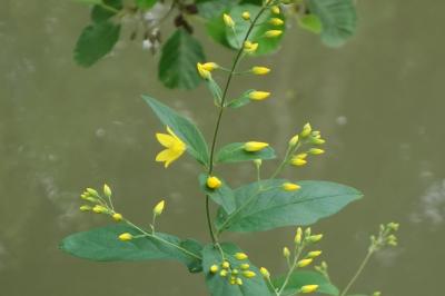 Lysimachia vulgaris