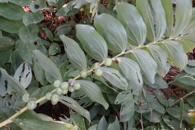 Polygonatum multiflorum