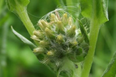 Laphangium luteoalbum