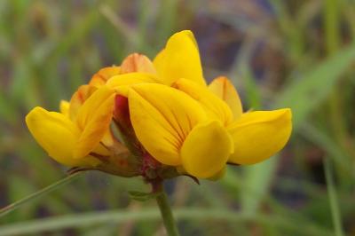 Lotus pedunculatus