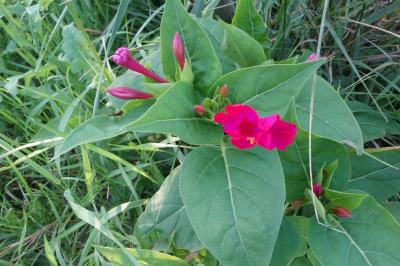 Mirabilis jalapa