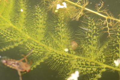 Utricularia neglecta