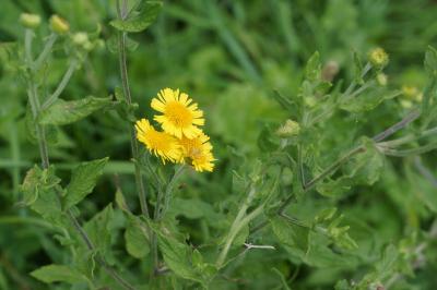 Pulicaria dysenterica